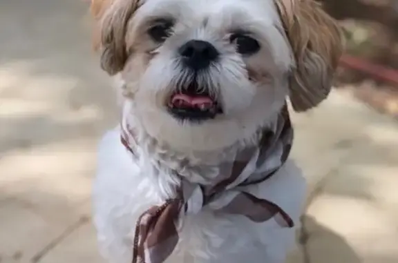 Lost Shih Tzu: North 69th St, Wauwatosa