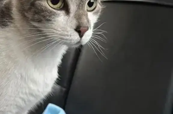 Found cat Norcross, photo: Found Cat: White & Grey, Green Eyes - Norcross