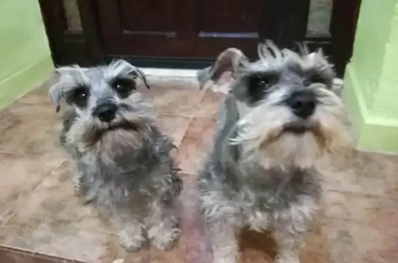 ¡Ayuda! Moni y Leah, Schnauzer perdidas