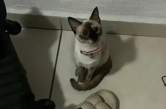 Se Busca: Gata Siamesa Perdida en Cancún