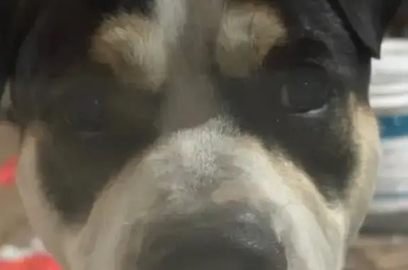 Lost Dog: Black/Tan, Blue Collar, Houston