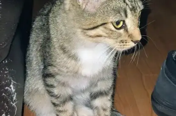 Found cat Mesa, photo: Found: Brown Tabby with White Socks in Mesa