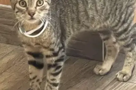 Missing cat Philadelphia, photo: Lost Cat Near JFK Blvd, Philly