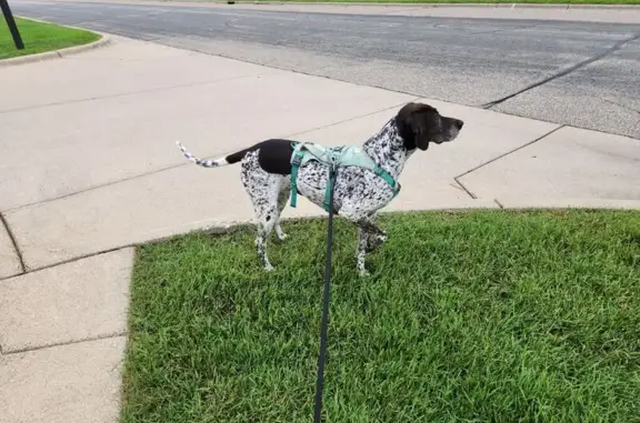 Friendly Spotted Dog Lost in Spring Lake