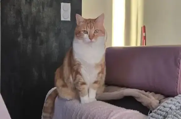 Chat roux et blanc perdu à Vitré - photo