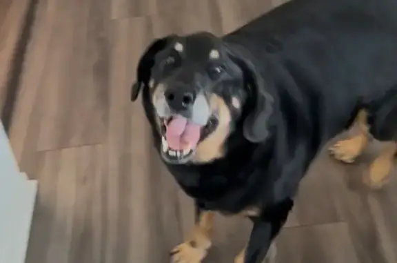 Lost Dog: Friendly Black Lab Mix, 9 Yrs