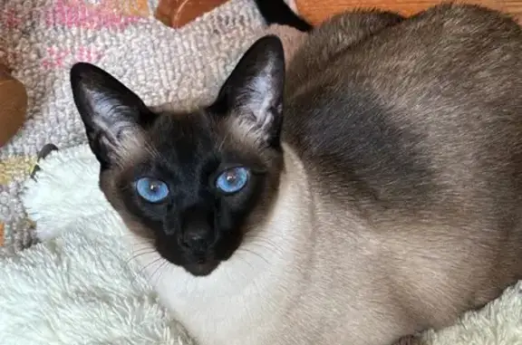 Missing cat Pickerington, photo: Lost Siamese Cat on Alliston Drive