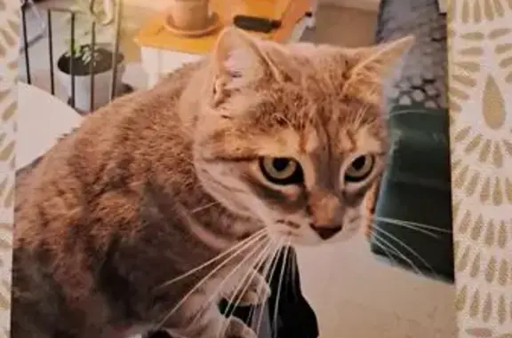 Chat perdu gris rayé à Awoingt - photo