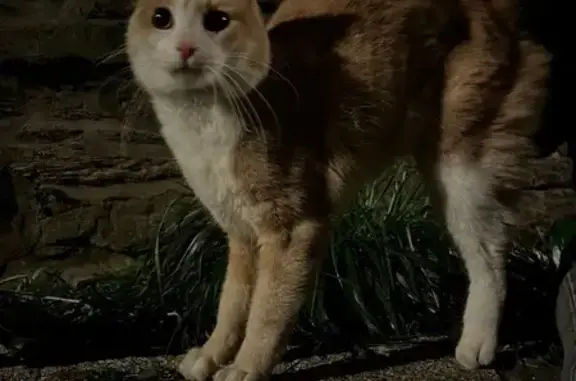 Chat trouvé Laval, photo: Chat trouvé, queue poilue, affamé, Laval