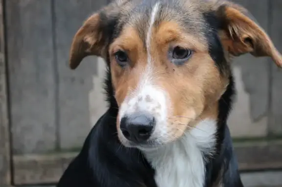 Chienne perdue à l'aire de Héron Cendré - photo