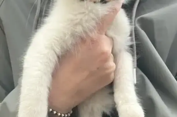 Chat trouvé , photo: Chaton noir et blanc sociable à Nilvange