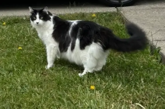 Lost Cat: White & Black, Long Hair - Fremont