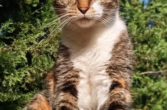 Chatte écaille de tortue perdue à Grasse - photo