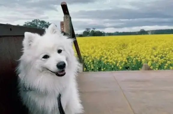 Lost: White Fluffy Dog on Berk...