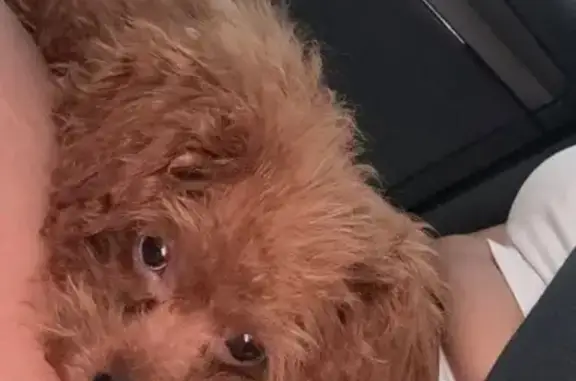 Perrita Marrón Perdida en La L...