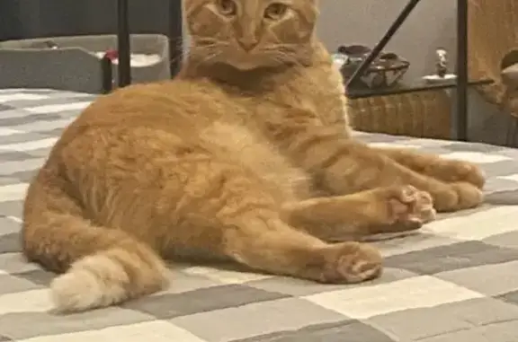 Missing cat Midwest City, photo: Lost Orange Tabby: $1,000 Reward!