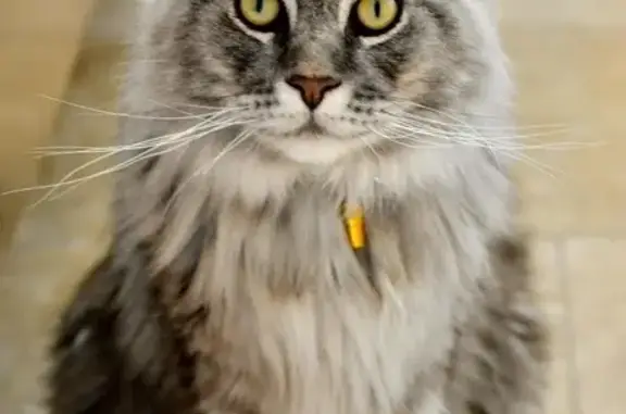 Chat perdu, Sorel-Moussel, photo: Grand chat Maine Coon perdu à Sorel-Moussel