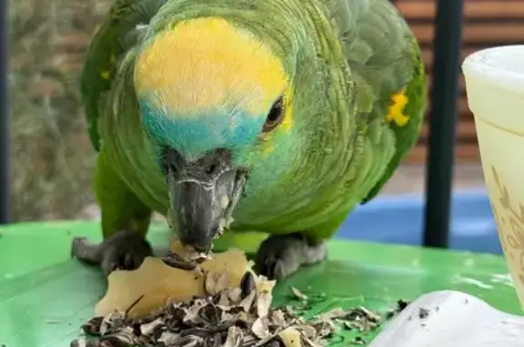 Found: Friendly Bird with Silv...