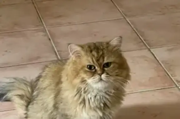 Chat épileptique perdu à Foulayronnes - photo