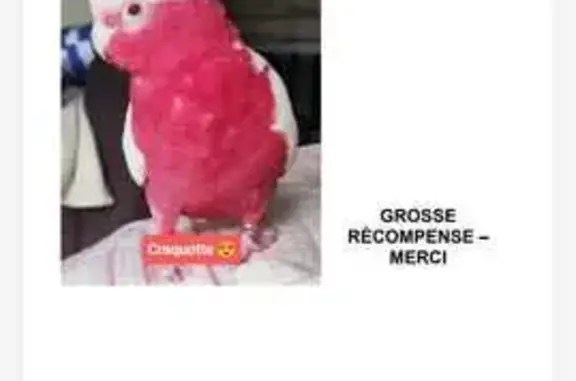 Perdu : oiseau femelle rose et blanche - photo
