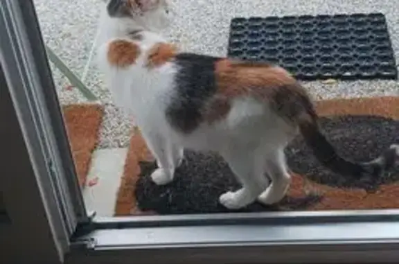 Chat trouvé Vendôme, photo: Chatte apprivoisée trouvée à Vendôme
