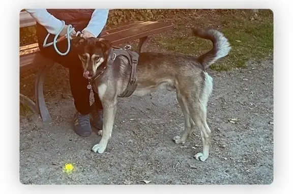 Animaux perdus Longuenesse, photo: Chien gris-noir perdu à Longuenesse