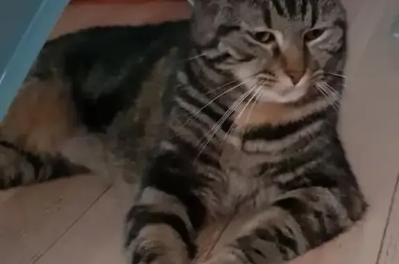 Jeune chatte tigrée perdue à Wittelsheim - photo