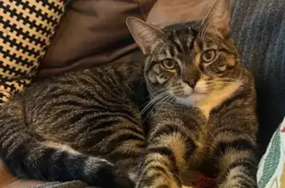 Missing cat , photo: Lost Tabby with AirTag, Randwick Area
