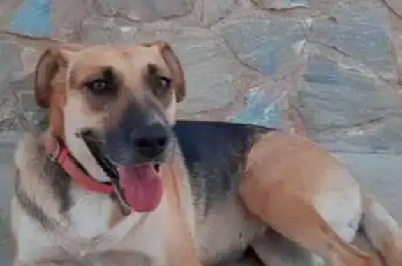 Perro Perdido en Las Palas: Ma...