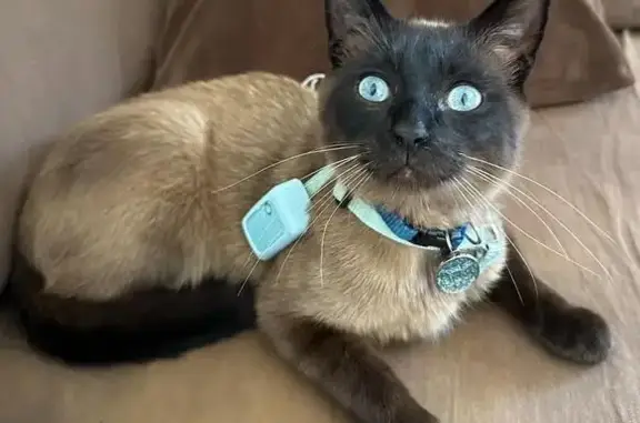 ¡Ayuda! Gato siamés perdido en...