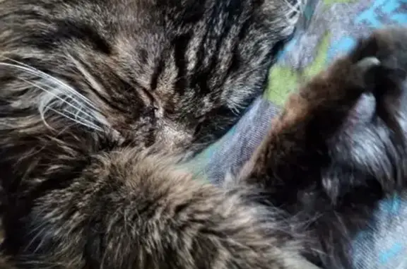 Chatte perdue : Tika, 18 ans, Bollène - photo