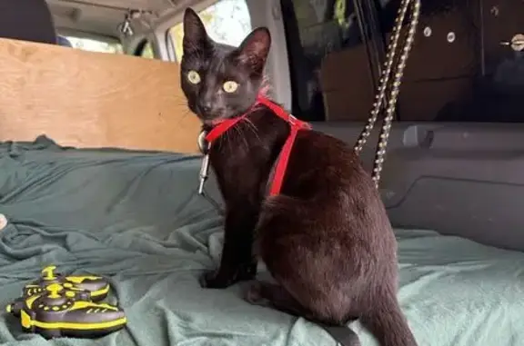 Se busca: Gato negro con arnés...
