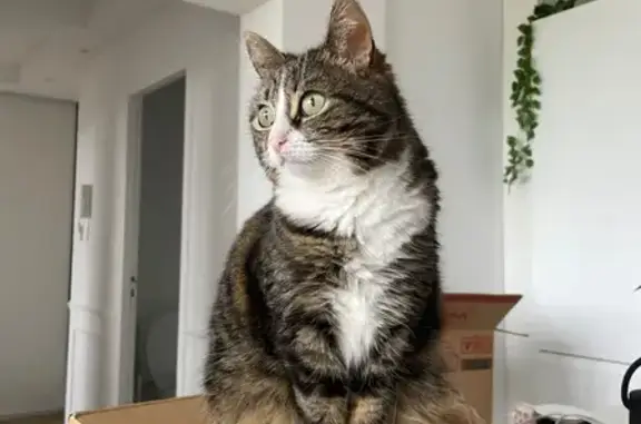Chat perdu, , photo: Chatte perdue Caen : tigrée, ventre blanc