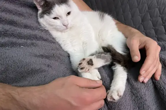 Chat perdu : Européen blanc et gris, craintif - photo