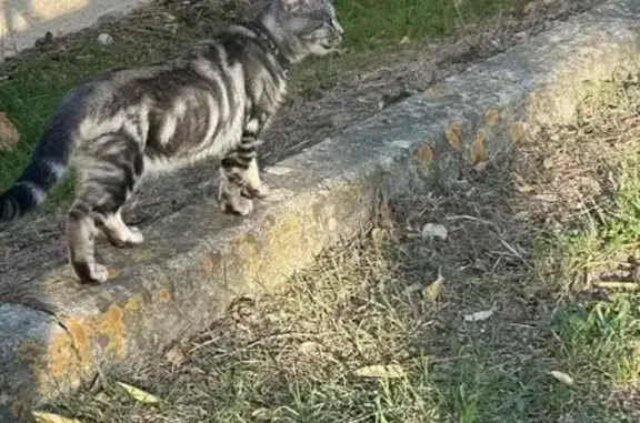 Animaux trouvés Carcassonne, photo: Chat tigré trouvé à l'école de Carcassonne