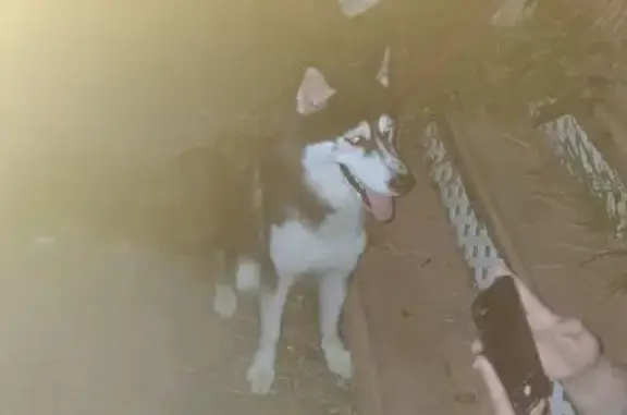 Found dog Hannibal, photo: Found: Young Husky with Rainbow Harness