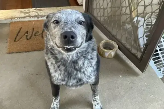 Friendly Found Dog on O'Dell S...