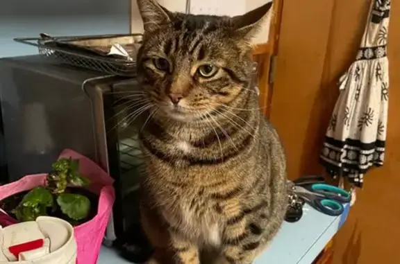 Missing cat , photo: Lost Tabby: Neutered Male, Short Tail