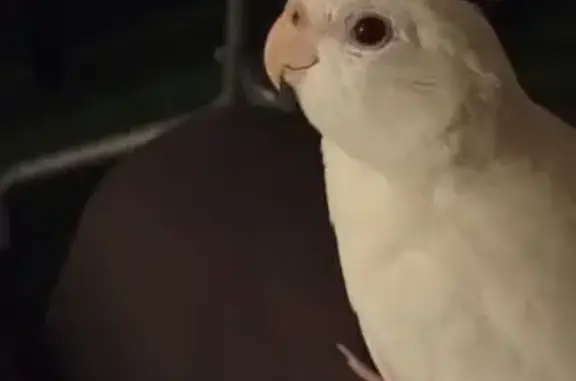 ¡Perdida! Ninfa Blanca Cariños...