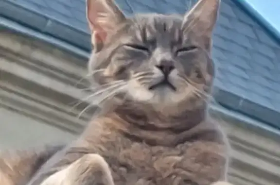 Chat perdu : Doli disparu le 29 septembre - photo