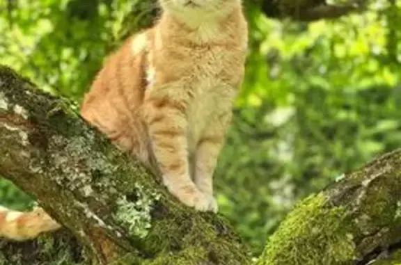 Animaux perdus , photo: Chat perdu à Saint-Barthélemy-de-Séchilienne