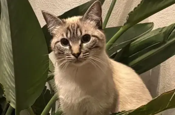 Animaux perdus Cournon-d'Auvergne, photo: Chatte perdue à Cournon : Tara, tigrée claire