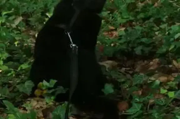 Chatte noire perdue, Rue du Morvan - photo