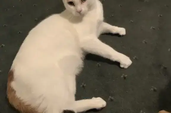 Missing cat , photo: Help Find Joy: White Cat, Ginger Tail
