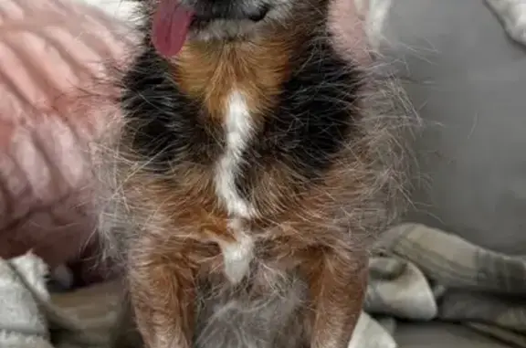 Lost: 15-Year-Old Chihuahua/Yorkie Mix