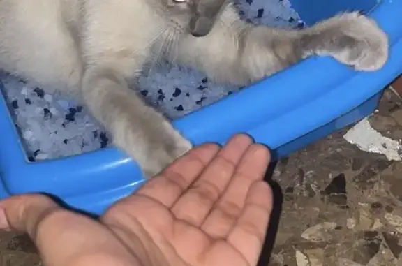 Gato perdido en Carrer del Gar...