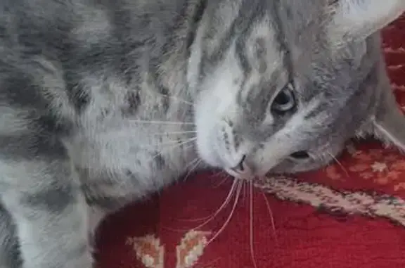 Lost Tabby Jordan: Unique Markings, Randburg