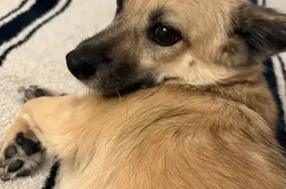 Lost: Timid Blond Dog Near Bushwick