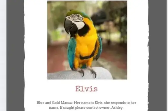 Lost pets Hartford, photo: Lost Macaw: Talks Back, Rare Colors!