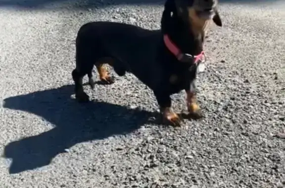 Animaux trouvés Saint-Yrieix-la-Perche, photo: Chien fauve avec collier rouge, St-Yrieix